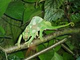 chameleon-gbpic-47